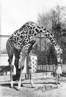 60-ERMENONVILLE- ZOO JEAN RICHARD , LA GIRAFE - Ermenonville