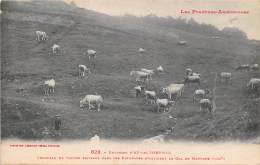 Axe Les Thermes  (environs De..)    09         Troupeau De Vaches  Et Col De Marmare - Autres & Non Classés