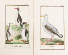 SCIENCES NATURELLES: Oiseaux Et Poissons. Lot D'environ 250 Planches En Couleurs, Tirées D'ouvrages Divers. - Otros & Sin Clasificación