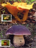 2009 Tarjetas Máximas, Setas - Spain 2009 Maximum Cards Mushrooms Fungi Champignons - Mushrooms