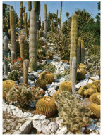 (ORL 345) France - Cactus In Eze - Cactus