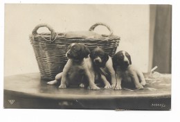 CUCCIOLI VIAGGIATA DEL 1907 FP - Chiens