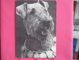 Russie - Chien Airedale - Scans Recto-verso - Russia