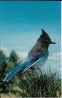 CALIFORNIA---YOSEMITE NATIONAL PARK--Steller Jay  (bluejay)---voir 2 Scans - Yosemite