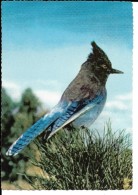 CALIFORNIA---YOSEMITE NATIONAL PARK--Steller Jay  (bluejay)---voir 2 Scans - Yosemite