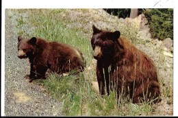 CALIFORNIA--- YOSEMITE  Region--american  Black Bear --voir 2 Scans - Yosemite