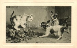 * T2 Cat With Dogs - Unclassified