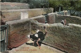 ** T1/T2 Caire, Cairo; Place D'Autruches A Matarieh / Ostrich Farm - Zonder Classificatie