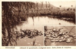 ** T4 BalatonfÅ±zfÅ‘; 'Lótuszok és Nymphaeák A MelegvízÅ± Tavon'  (vágott / Cut) - Ohne Zuordnung