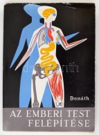 Donáth Tibor: Az Emberi Test Felépítése. Második, Javított Kiadás.... - Unclassified