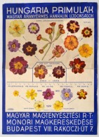 1935 Hungária Primulák Magyar Virágok Plakátja. 21x28 Cm - Unclassified