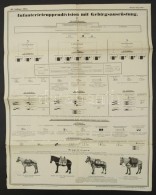 1913 Katonai öszvérek Felszerelést Szállító Eszközökkel,... - Andere & Zonder Classificatie