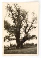 1932 Balatonakarattyai Rákóczi Szilfa,  8×5 Cm - Andere & Zonder Classificatie