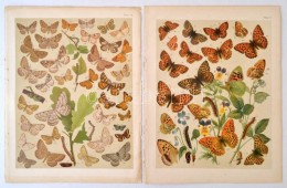 Cca 1910 Lepkék 6 Db Litho Tábla / Butterflies 6 Litho Tables 22x26 Cm - Stiche & Gravuren