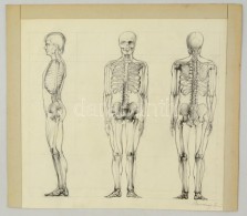 Barcsay Jelzéssel: Anatómia. Ceruza, Papír, 42×44 Cm - Otros & Sin Clasificación