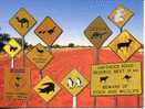 1 X Road Sign Postcard - Australian Road Sign With Animals - Panneau Routier Australian Animaux - Camión & Camioneta