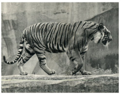 (ORL 666) France - Paris Zoo - Tigre - Tigre - Tigers