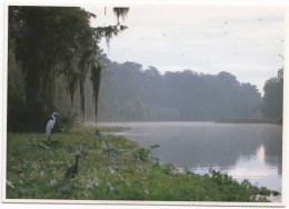 An American Egret, The Silver River, Silver Springs, Florida, Unused Postcard [18916] - Silver Springs