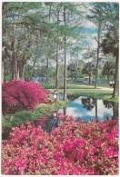 Lovely Gardens At Florida's Silver Springs, Used Postcard [18922] - Silver Springs