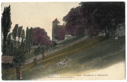 CPA Schweiz/Suisse: Hirschpark In Rapperswil, 1907, 2 Scans - Rapperswil-Jona