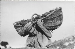 Carte-photo : Vins De Bourgogne ROPITEAU Frères MEURSAULT (photo Studio Collin Tannay Nièvre) - Meursault