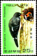 BIRDS-WHITE BELLIED WOODPECKER-DPR KOREA-1978-FEEDING CHICKS-MNH-TP-633 - Pics & Grimpeurs