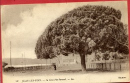 ARBRES - Juan Les Pins - Le Gros Pin Parasol - Arbres