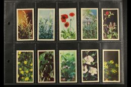 BROOKE BOND 1955 "Wild Flowers, A Series" Complete Set, Very Fine. (50 Cards) For More Images, Please Visit... - Non Classés
