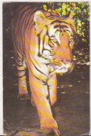 Romania Old Uncirculated Postcard - Tiger - Panthera Tigris - Tigers