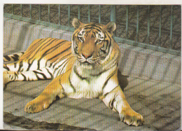 Romania Old Uncirculated Postcard - Tiger - Panthera Tigris (2) - Tigres