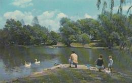 Maryland Hagerstown Feeding Swans &  Ducks City Park Lake - Hagerstown