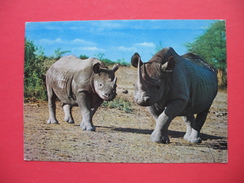 AFRICAN WILD LIFE-RHINO - Rhinocéros