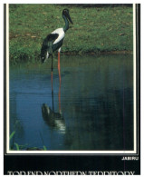 (246) Australia - NT - Jabiru Bird In Wetland - Unclassified