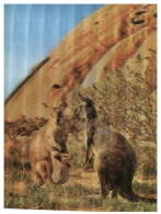 (246) Australia - NT - Kangaroo Near Uluru (Ayers Rock) - 3-D Postcard - Carte 3 Dimension - Uluru & The Olgas