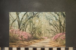 CP, Moss Draped Oaks And Azaleas In Louisiana LA, Flowers, Trees - New Orleans