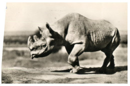 (313) African Black Rhinoceros - Rinoceronte