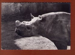 1 Cp Rhinoceros - Rhinocéros