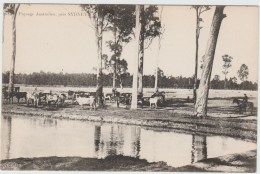 PAYSAGE AUSTRALIEN Près SYDNEY - Sydney