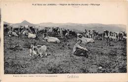 Belcaire      11    Plateau De Langral.   Vaches Au Pâturage - Andere & Zonder Classificatie