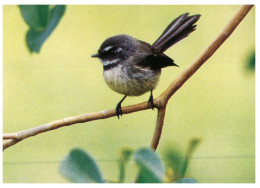 (999) Norfolk Island - Grey Fantail Bird (with Stamp At Back Of Postcard) - Norfolk Island