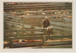 (EUA285) AMARILLO. CATTLE IN THE CORRAL. TROUPEAU AU CORRAL - Amarillo