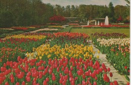 (NE138) LISSE. KEUKENHOF ... UNUSED - Lisse