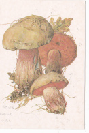 # BV 3177   MUSHROOM, LEAF, PLANT, POST CARD, POSTAL STATIONERY, RUSSIA - Mushrooms