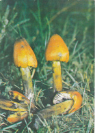 # BV 3187   MUSHROOM, PLANT, POST CARD, POSTAL STATIONERY, 1991, ROMANIA - Mushrooms