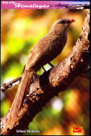 BIRDS-BIRDS OF THE HIMALAYAS-SIRKEER MALKOHA-INDIA POST PPC-MNH-BX1-364 - Pics & Grimpeurs