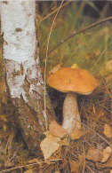 # BV 3188   MUSHROOM, PLANT, TREE, POST CARD, POSTAL STATIONERY, GERMANY - Mushrooms