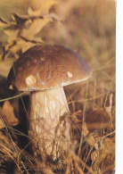 # BV 3189  MUSHROOM, PLANT, POST CARD, POSTAL STATIONERY, GERMANY - Champignons