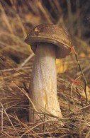 # BV 3195  MUSHROOM, PLANT, POST CARD, POSTAL STATIONERY,  GERMANY - Champignons