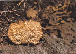 # BV 3196  MUSHROOM, PLANT, POST CARD, POSTAL STATIONERY,  GERMANY - Champignons