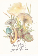 # BV 3198  MUSHROOM, HYGROCYBE PSITTACINA, CHAMPIGNON, POST CARD, POSTAL STATIONERY,  GERMANY - Champignons